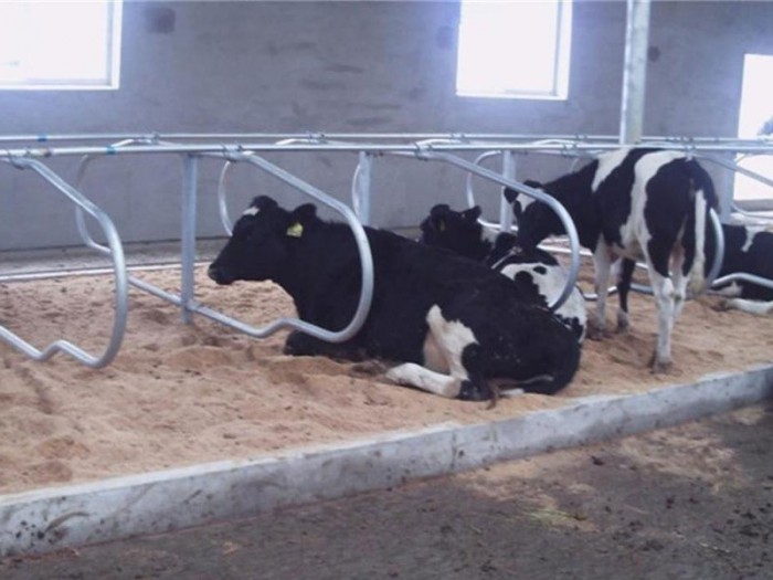 Cow bed fence